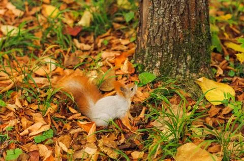 Small curious squirrel on a fall autumn leaves Stock Photos