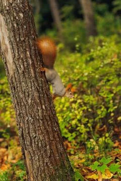 Small curious squirrel on a tree trunk Stock Photos