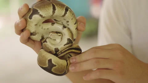 Small Curled Ball Python In Man's Hands, Finger Touching Snake's Head - Stock Footage 208076309