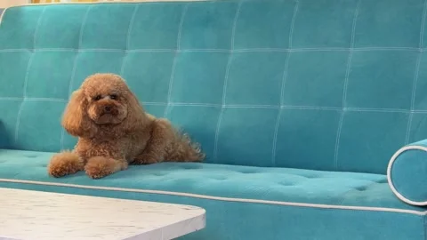 Small curly brown dog resting on turquoise tufted sofa in cozy home interior Stock Footage 338064618
