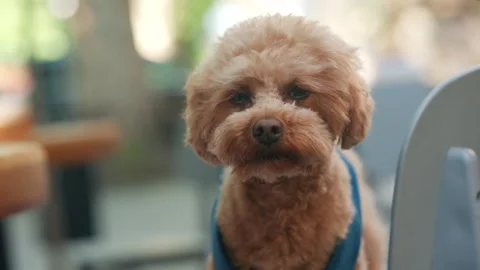 Small curly haired dog wearing a blue harness while looking around sitting on a Stock Footage 337161560