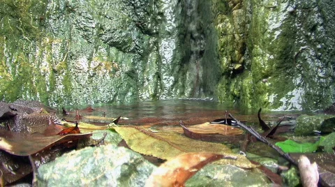 Small Current and Leafs Видео 264227