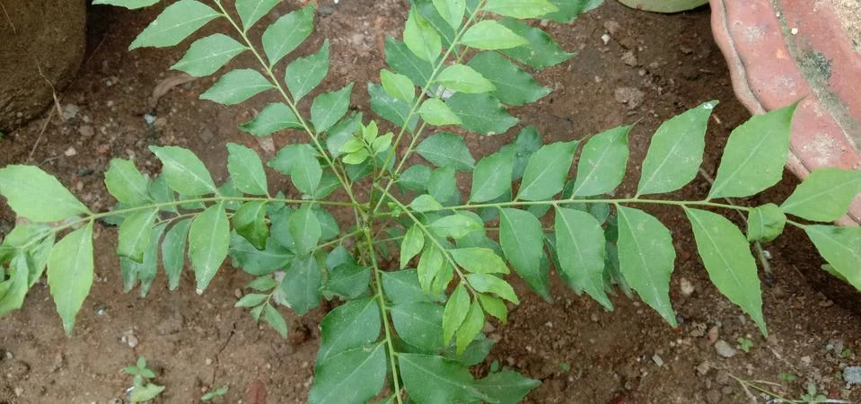 A small curry leaf tree Stock Photos