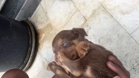 Small cute 15days old pet dog Stock Footage 141785099