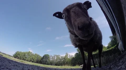 Small cute and brown sheep looking at and smelling the camera 4k Stock Footage 53186583