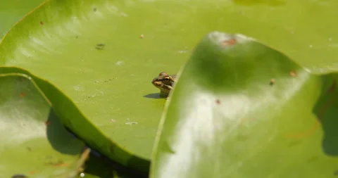 Small cute Balkan frog sitting still on a large green water lily leaf Stock-Footage 262556948