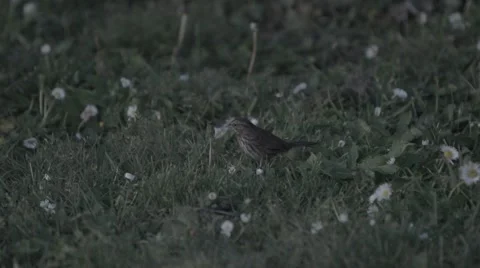Small cute bird in grass - slow-motion running Stock Footage 48917537