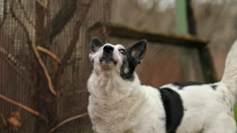 Small cute black and white dog barking at a cat on a tree. Stock Footage 300095121