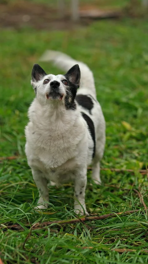 Small cute black and white dog looking up, barking at a cat on a tree. Stock Footage 300096237