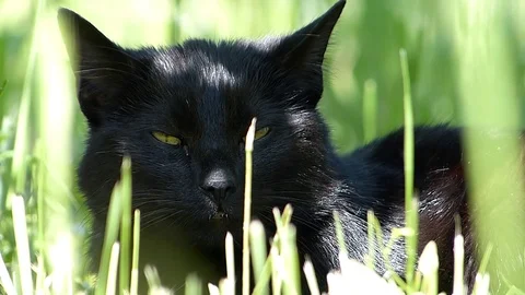 Small cute black cat purring in the green grass outside Stock Footage 98682071
