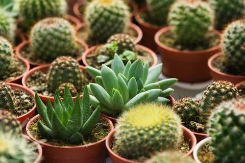 Small cute cactuses in pots Foto stock