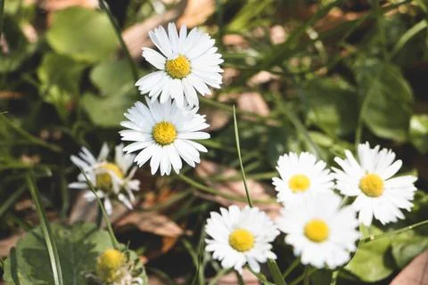 Small cute chamomiles Stock Photos