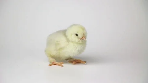 Small cute chicken chicks on white background 動画素材 73640408