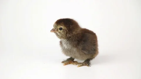 Small cute chicken chicks on white background Video stock 73640503