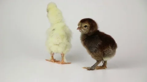 Small cute chicken chicks on white background Stock-Footage 73640603