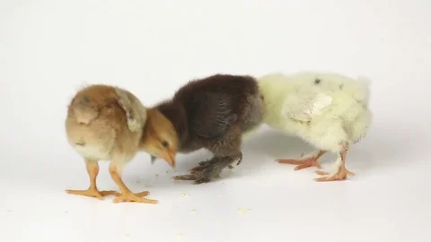 Small cute chicken chicks on white background Stock Footage 73640628