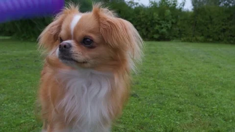 Small cute Chihuahua dog is standing and looking. Stock Footage 252138063