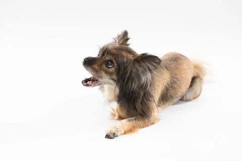 Small cute dog barks while lying on white background facing camera. Multi-breed 写真素材