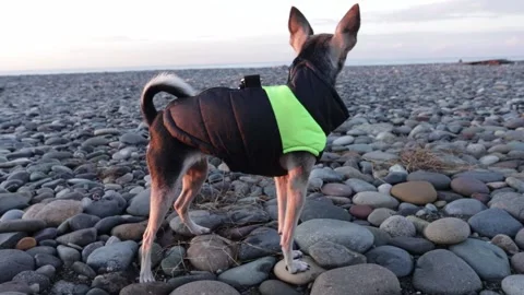 A small cute dog in pet clothes walks along the seashore Stock Footage 230035562