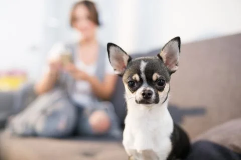 Small cute dog Stock Photos