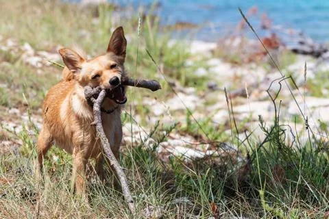 Small cute dog playing with pine branch in grass by the sea Foto stock