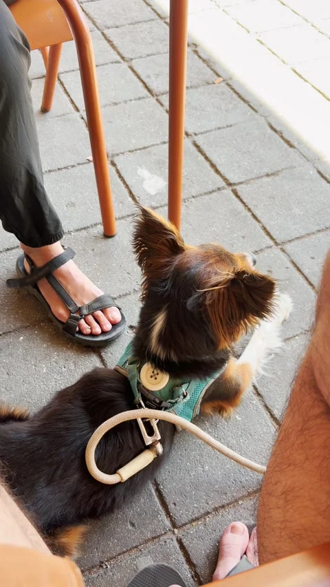 Small cute dog is sitting under table in street cafe or restaurant while its Stock Footage 345181896