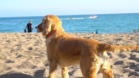 Small Cute Dog Standing In The Wind On A Sunny Beach 库存影片 121253914