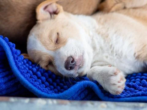 Small cute dog in the yard Stock Photos