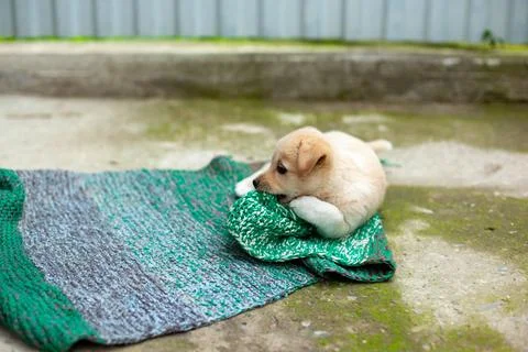 Small cute dog in the yard Stock Photos