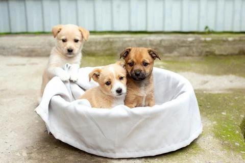 Small cute dogs in the yard Stock Photos