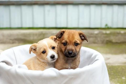 Small cute dogs in the yard Stock Photos