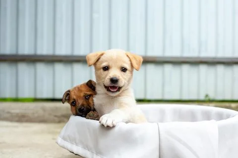 Small cute dogs in the yard Stock Photos