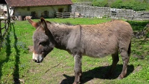 Small cute donkey looking away Stock Footage 154057598