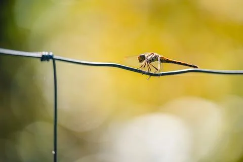 Small cute dragonfly the common darter (Sympetrum striolatum) sitting on a br Foto stock