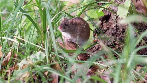 Small cute fluffy gray harvest mouse sitting in grass at root of old tree in Stock Footage 80467613