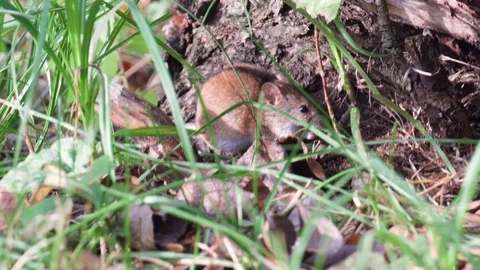 Small cute fluffy gray harvest mouse sitting in grass at root of old tree in Stock Footage