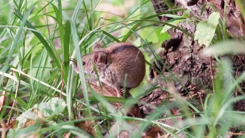 Small cute fluffy gray harvest mouse sitting in grass at root of old tree in Stock Footage 80698697