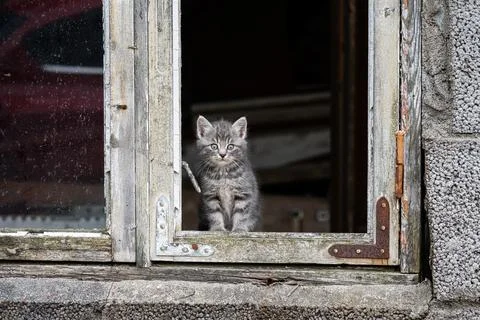 Small cute fluffy kitten looking through the frame of a broken window. Stock-Fotos