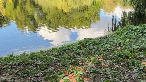Small cute fluffy squirrel jumping near pond bank in green city park Vídeos de archivo 347398675