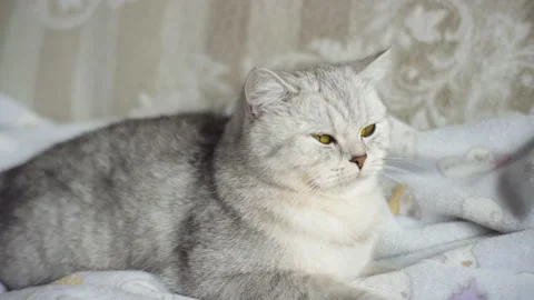 A small cute fluffy white kitten on a light plush blanket. Stock Footage 172548869