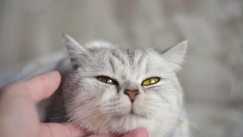 A small cute fluffy white kitten. Stock Footage 172549060
