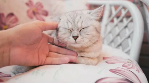 A small cute fluffy white kitten on a light plush blanket licks the hands. Stock Footage 181493546