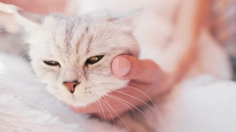 A small cute fluffy white kitten on a light plush blanket licks the hands Stock Footage 181493940
