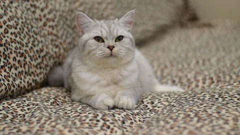 A small cute fluffy white kitten on a light plush Stock Footage 181546534