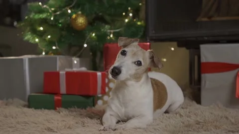 Small cute funny dog with boxes and Christmas tree on light background. dog jack Stock Footage 139629788