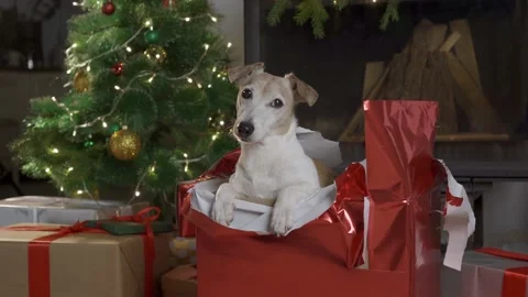 Small cute funny dog with boxes and Christmas tree on light background. dog jack Stock Footage 139630055