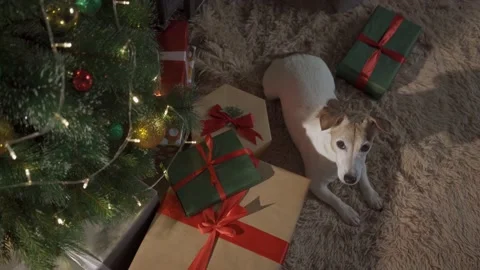 Small cute funny dog with boxes and Christmas tree on light background. dog jack Stock Footage 139630493