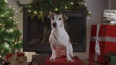 Small cute funny dog with boxes and Christmas tree on light background. dog jack Video stock 139631453