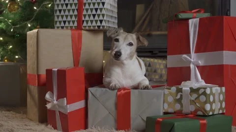 Small cute funny dog with boxes and Christmas tree on light background. dog jack Stock Footage 139632134