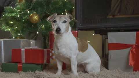 Small cute funny dog with boxes and Christmas tree on light background. dog jack Stock Footage 139632179